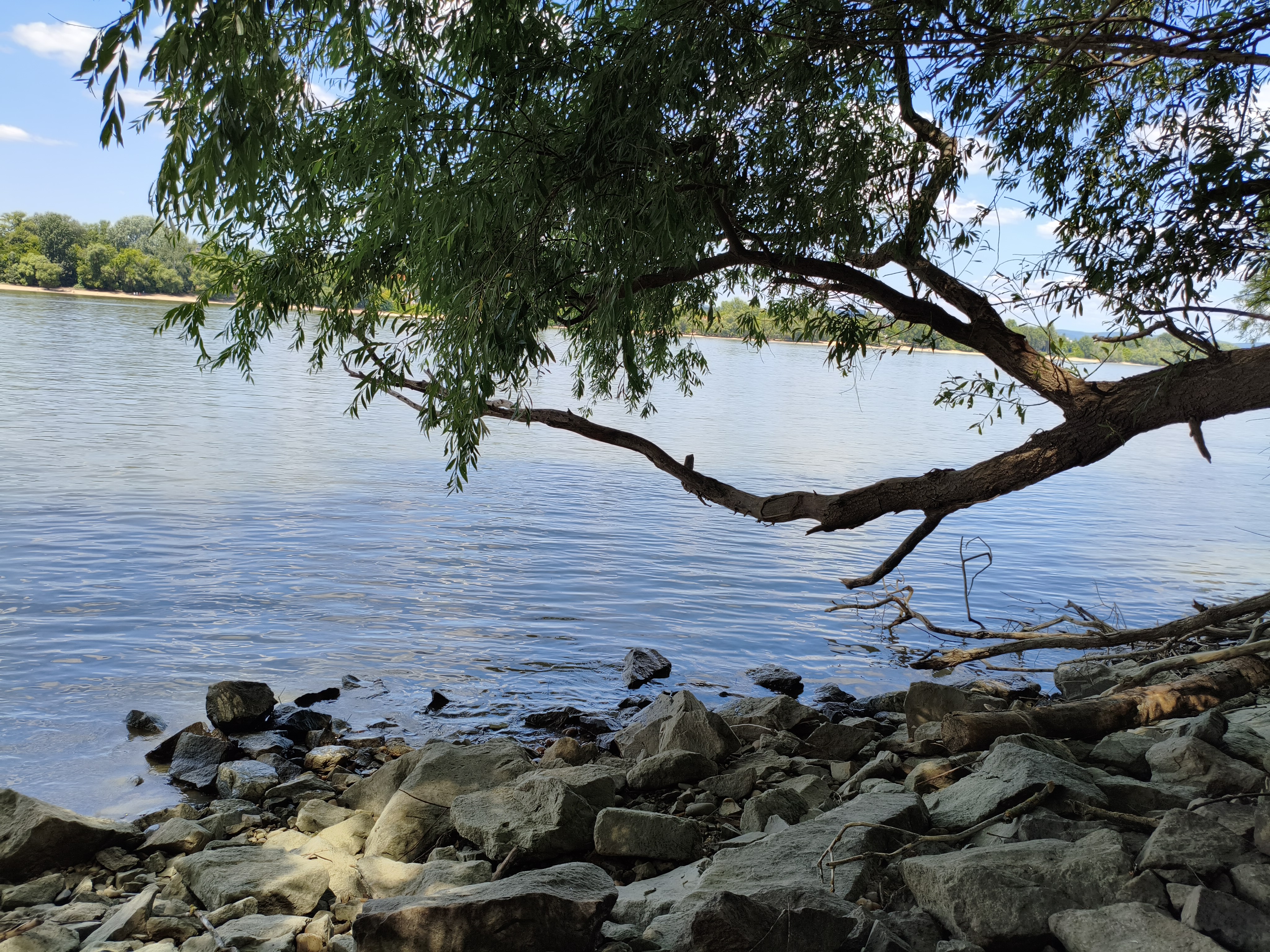 erdőfürdő a Duna parton